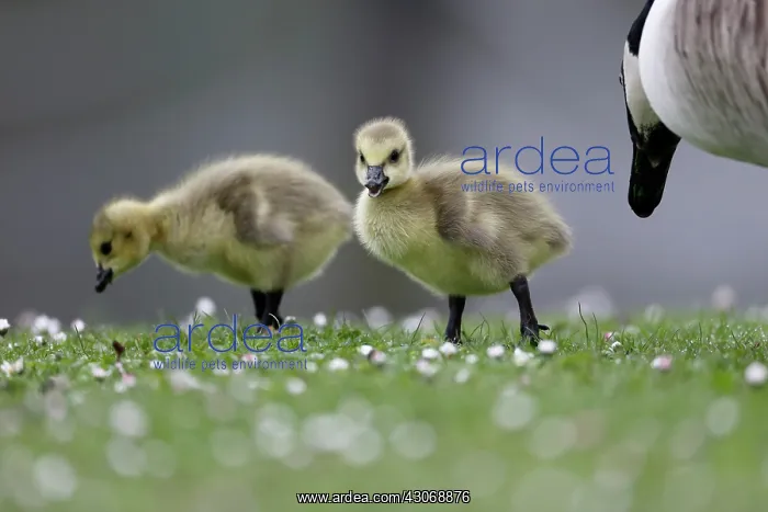 : Canada goose, Branta canadensis, two goslings on : Canada goose, Branta canadensis, two goslings on