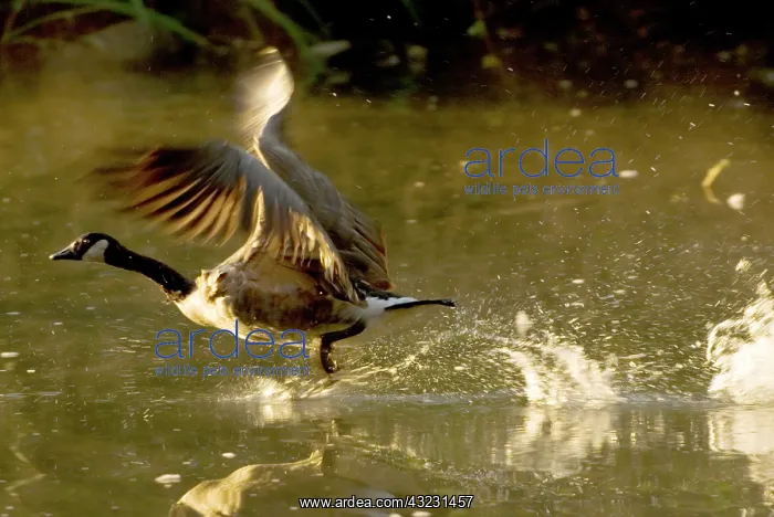 : Canada goose, Branta canadensis, Lost Lagoon : Canada goose, Branta canadensis, Lost Lagoon
