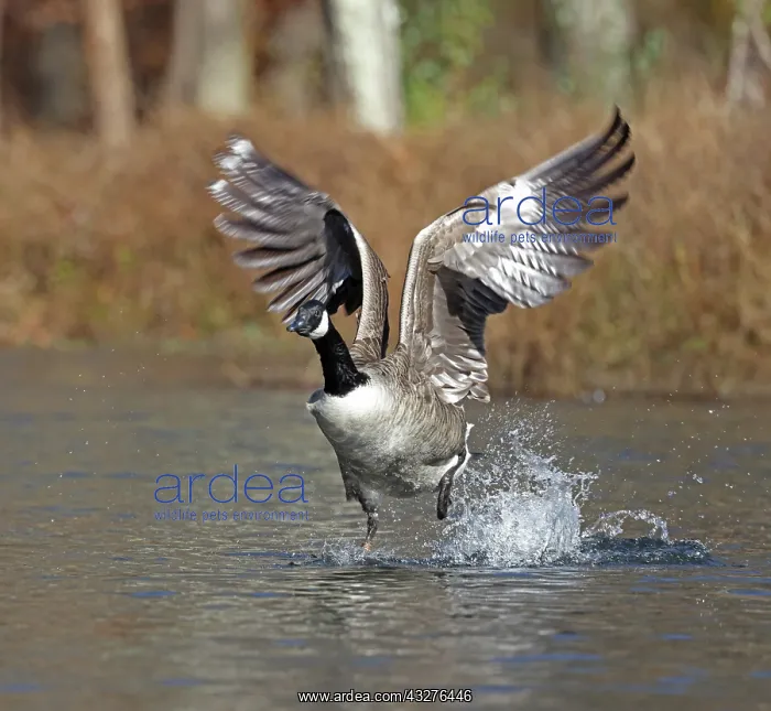 : Canada goose (Branta canadensis), Maryland : Canada goose (Branta canadensis), Maryland