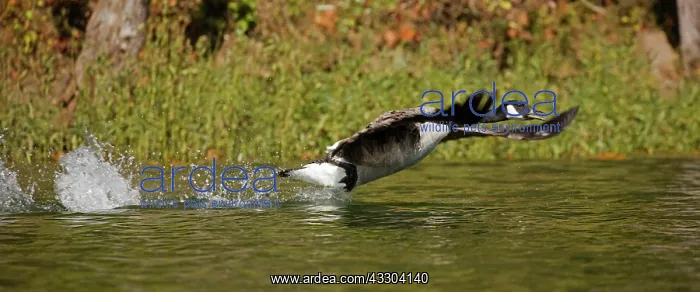 : Canada goose (Branta canadensis), Maryland : Canada goose (Branta canadensis), Maryland