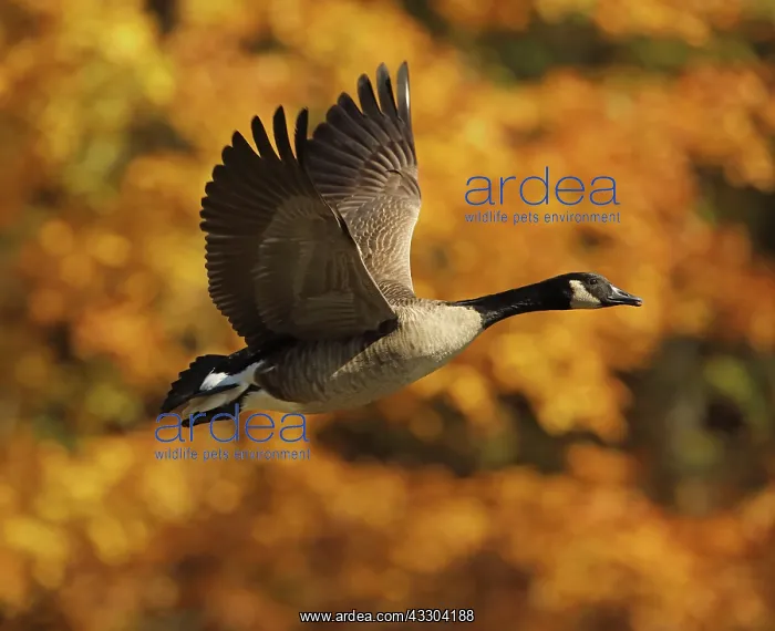  : Canada goose (Branta canadensis), Maryland