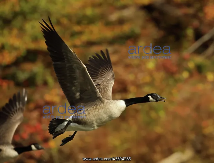 : Canada goose (Branta canadensis), Maryland : Canada goose (Branta canadensis), Maryland