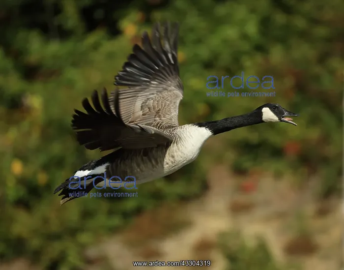 : Canada goose (Branta canadensis), Maryland : Canada goose (Branta canadensis), Maryland