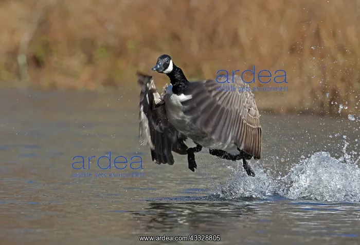 : Canada goose (Branta canadensis), Maryland : Canada goose (Branta canadensis), Maryland