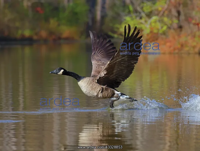 : Canada goose (Branta canadensis), Maryland : Canada goose (Branta canadensis), Maryland