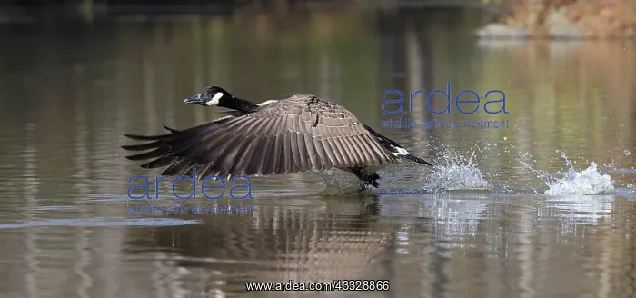 : Canada goose (Branta canadensis), Maryland : Canada goose (Branta canadensis), Maryland
