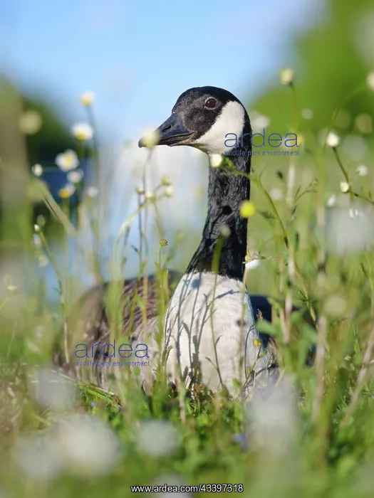 : Canada goose (Branta canadensis) in Munich. Germany : Canada goose (Branta canadensis) in Munich. Germany