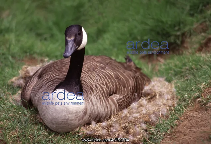 : Canada Goose (Branta canadensis) on nest : Canada Goose (Branta canadensis) on nest