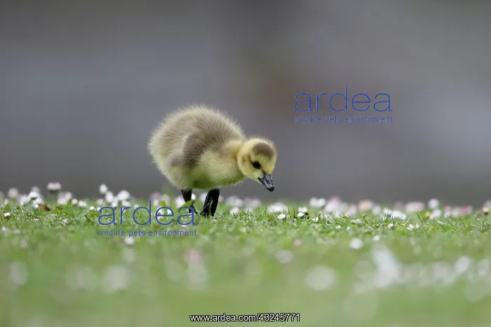: Canada goose, Branta canadensis, single gosling : Canada goose, Branta canadensis, single gosling
