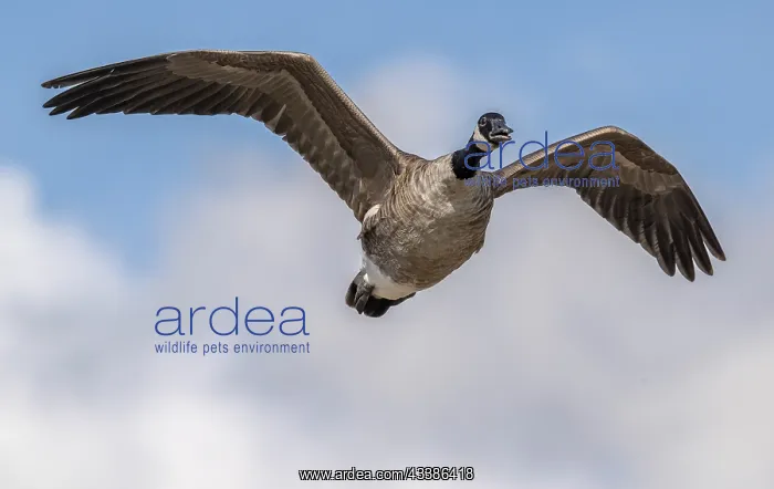 : Canada goose, Branta canadensis ssp. canadensis : Canada goose, Branta canadensis ssp. canadensis