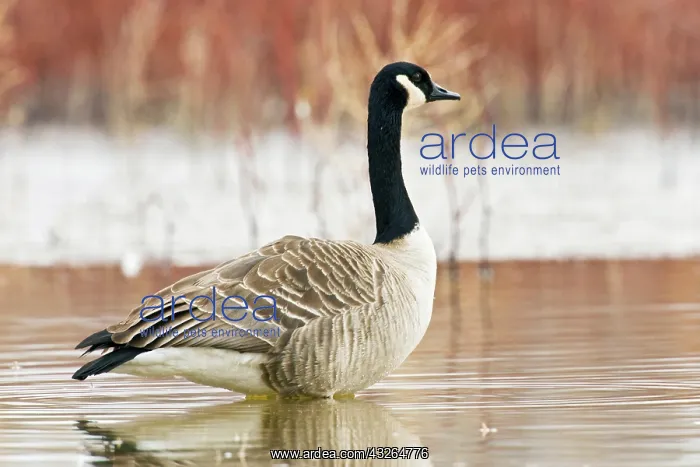 : Canada goose (Branta canadensis) standing : Canada goose (Branta canadensis) standing