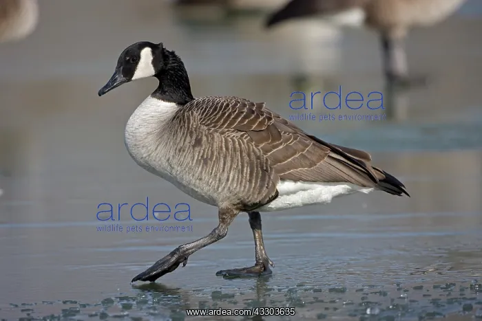  : Canada Goose (Branta canadensis) - Standing on frozen