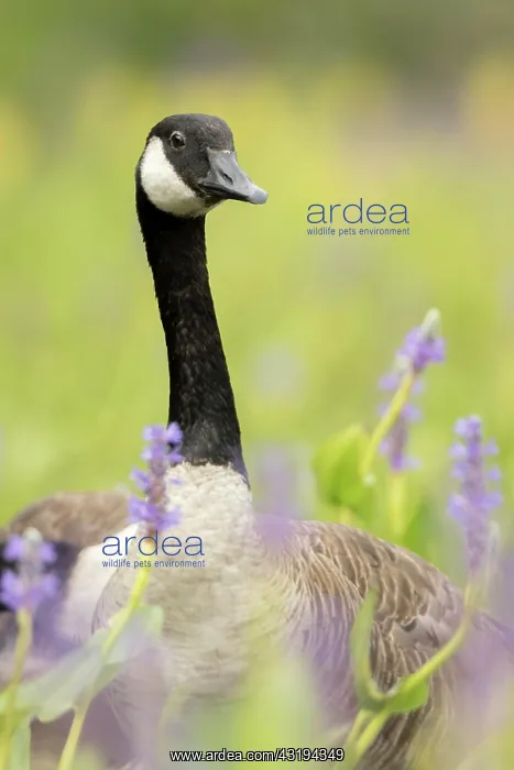: Canada goose (Branta canadensis) in the swamp, La : Canada goose (Branta canadensis) in the swamp, La