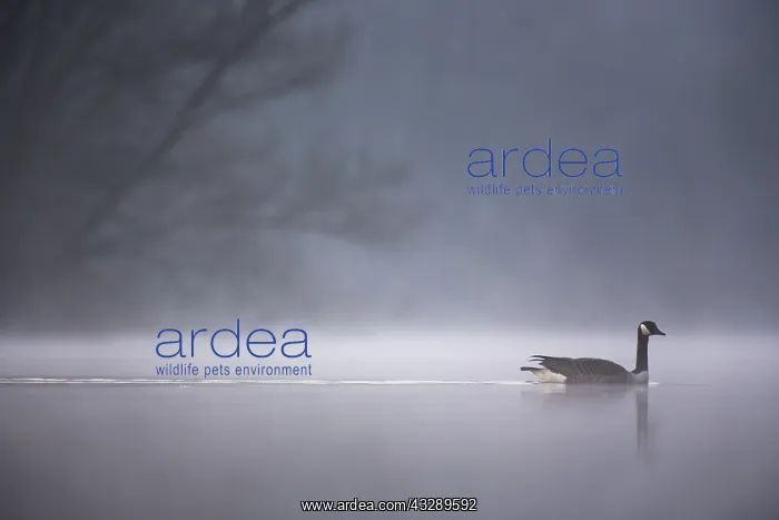 : Canada Goose (Branta canadensis) swimming throu : Canada Goose (Branta canadensis) swimming throu