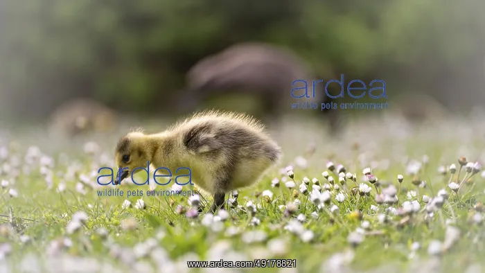 : Canada goose chicks (Branta canadensis) running through grass and daisies : Canada goose chicks (Branta canadensis) running through grass and daisies
