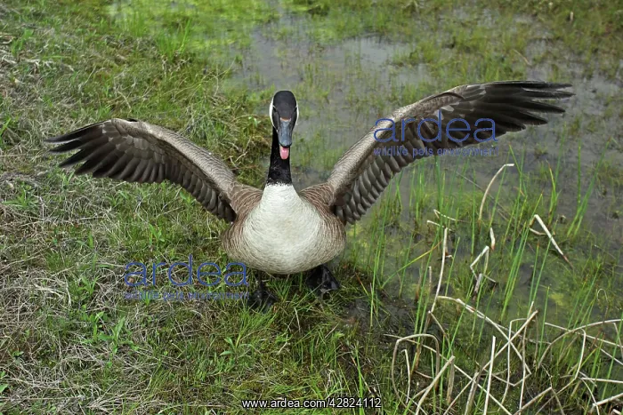 : Canada Goose - Defending nest with eggs : Canada Goose - Defending nest with eggs