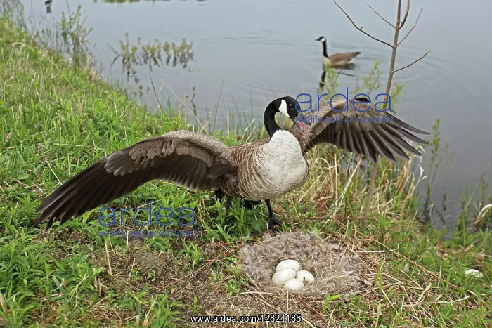 : Canada Goose - Defending nest with eggs : Canada Goose - Defending nest with eggs