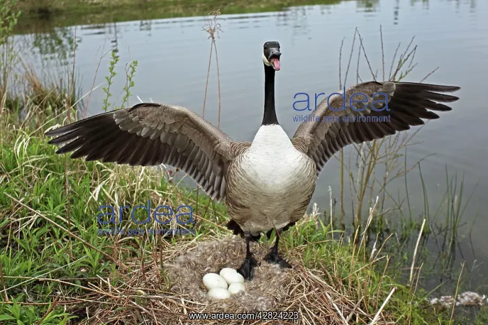 : Canada Goose - Defending nest with eggs