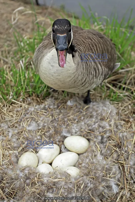 : Canada Goose - Defending nest with eggs : Canada Goose - Defending nest with eggs