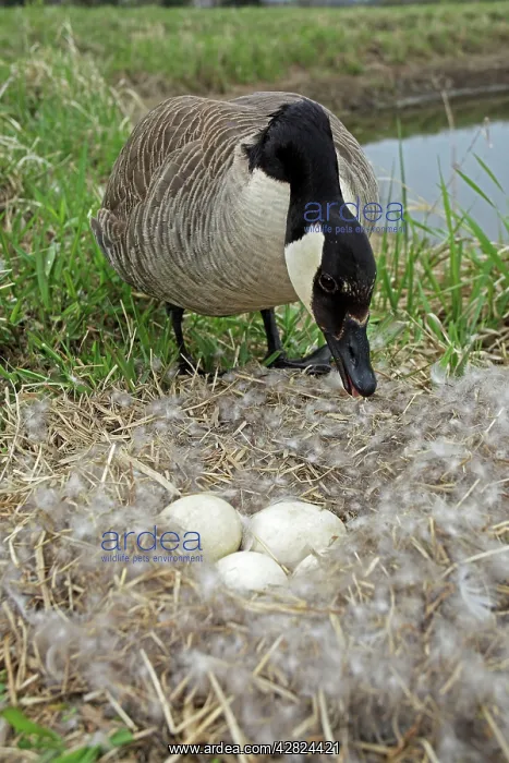 : Canada Goose - Defending nest with eggs : Canada Goose - Defending nest with eggs