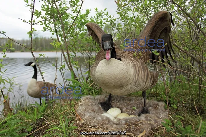 : Canada Goose - Defending nest with eggs : Canada Goose - Defending nest with eggs
