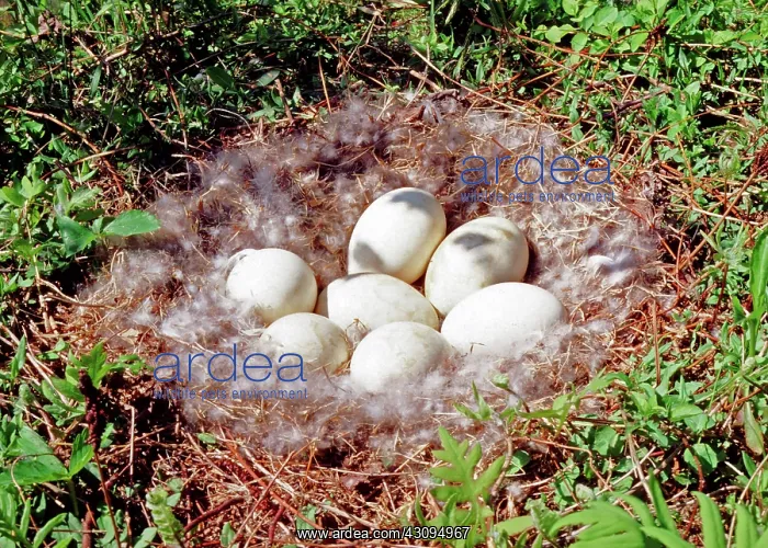 : Canada Goose Eggs : Canada Goose Eggs