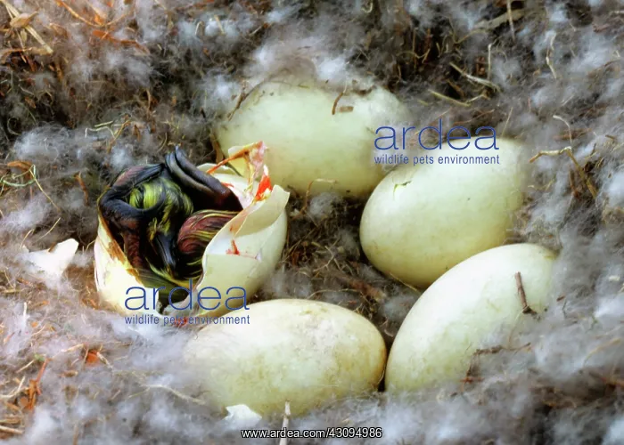 : Canada Goose Eggs : Canada Goose Eggs