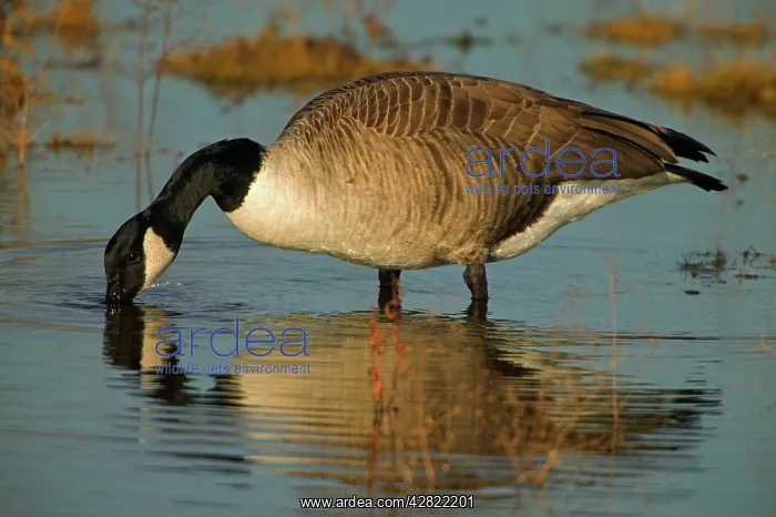: Canada Goose - feeding in water : Canada Goose - feeding in water