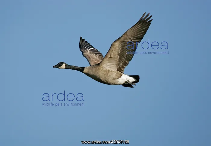  : Canada Goose - in fight