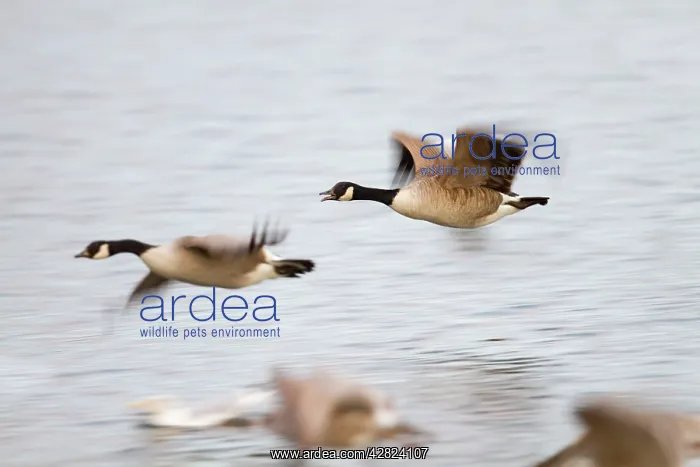 : Canada Goose - in flight : Canada Goose - in flight