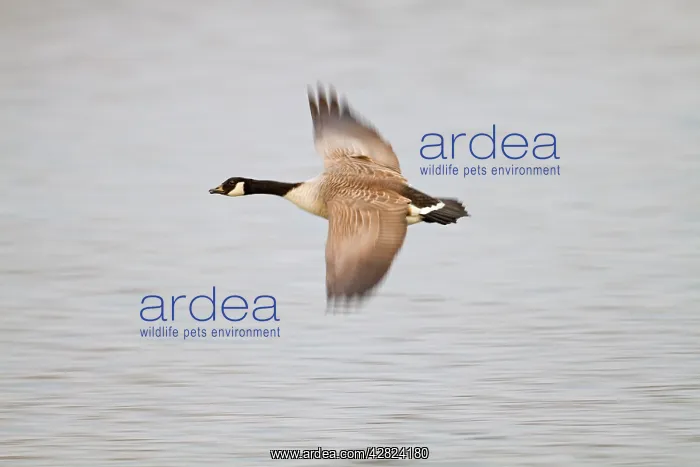 : Canada Goose - in flight : Canada Goose - in flight