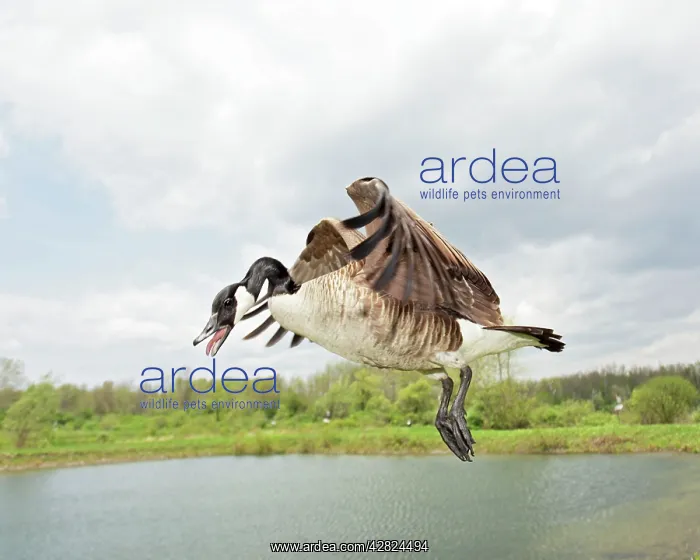 : Canada Goose - In flight : Canada Goose - In flight