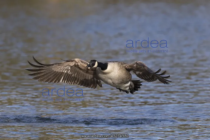 : Canada Goose - In Flight - Cornwall - UK : Canada Goose - In Flight - Cornwall - UK