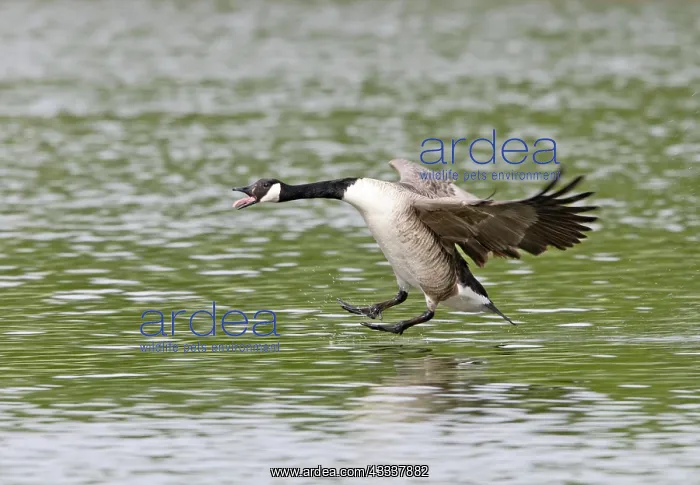 : Canada Goose - in flight - landing on water : Canada Goose - in flight - landing on water