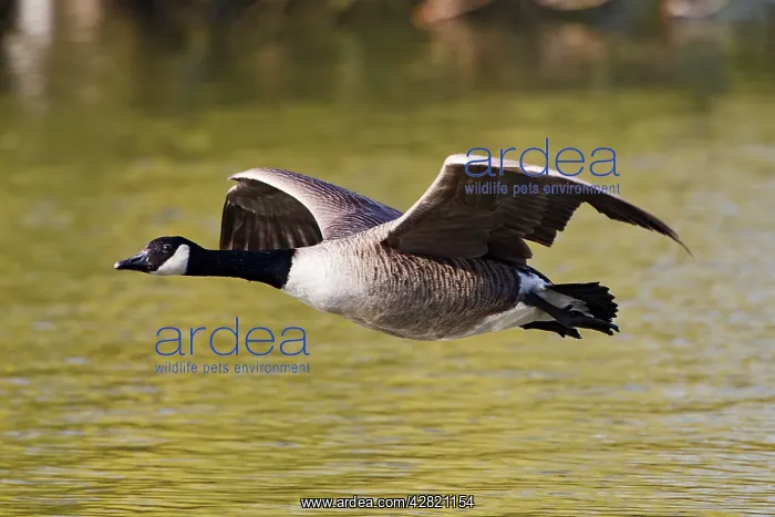 : Canada Goose - in flight above water : Canada Goose - in flight above water