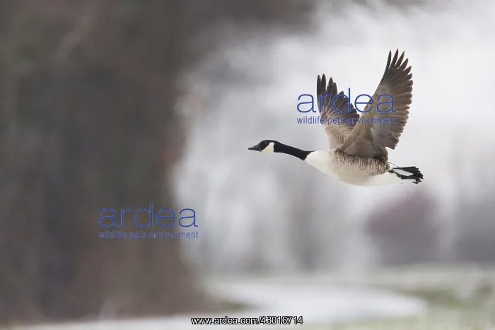 : Canada Goose - in flight in winter; North Hessen, Germany : Canada Goose - in flight in winter; North Hessen, Germany