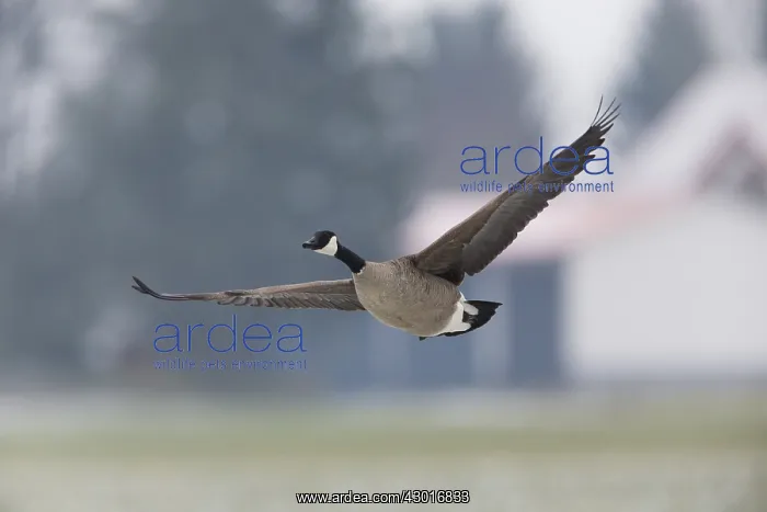 : Canada Goose - in flight in winter; North Hessen, Germany : Canada Goose - in flight in winter; North Hessen, Germany