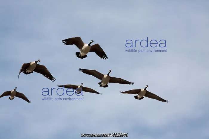 : Canada Goose flock : Canada Goose flock