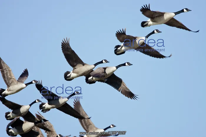 : Canada Goose - flock in flight : Canada Goose - flock in flight