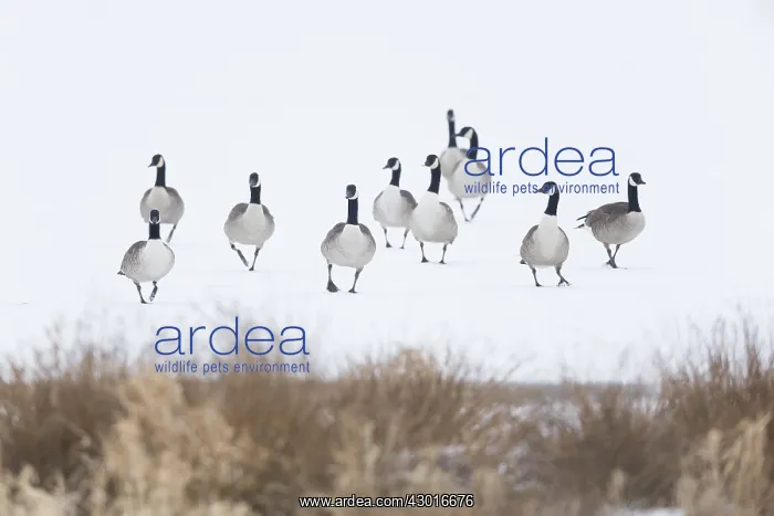 : Canada Goose, Flock walking across frozen lake in : Canada Goose, Flock walking across frozen lake in