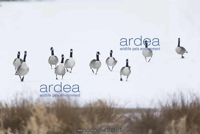 : Canada Goose, Flock walking across frozen lake in : Canada Goose, Flock walking across frozen lake in