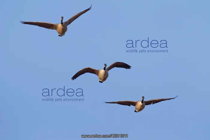 : Canada Goose - geese in flight - Germany : Canada Goose - geese in flight - Germany