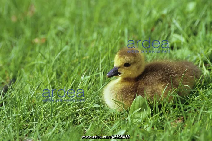 : Canada Goose Gosling : Canada Goose Gosling