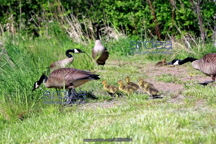 : Canada Goose - with goslings : Canada Goose - with goslings