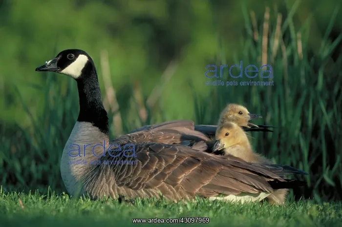 : Canada goose with goslings : Canada goose with goslings