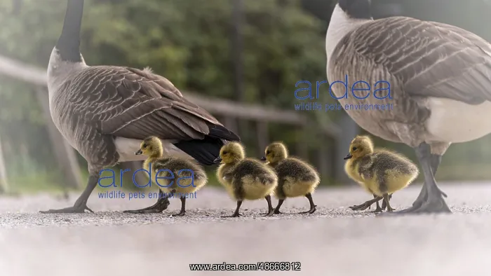: Canada goose goslings (Branta canadensis) four with their : Canada goose goslings (Branta canadensis) four with their