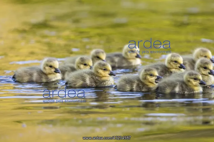 : Canada Goose Goslings - Group Swimming - Cornwall - UK : Canada Goose Goslings - Group Swimming - Cornwall - UK
