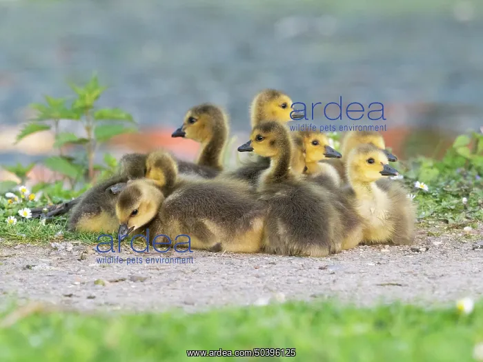 : Canada goose, goslings resting at the edge of a lake : Canada goose, goslings resting at the edge of a lake