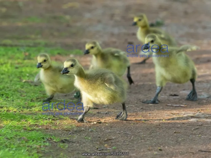 : Canada goose, several goslings running along a park pathway : Canada goose, several goslings running along a park pathway