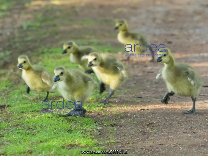 : Canada goose, several goslings running along a park pathway : Canada goose, several goslings running along a park pathway